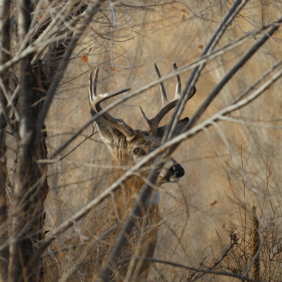 Deer Photograph - Whitetail Buck Square by Ernest Echols
