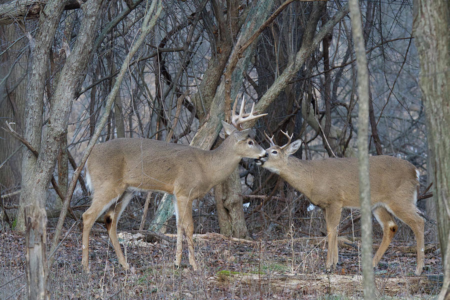 Deer Photograph - Whitetail Bucks 5795 by Michael Peychich