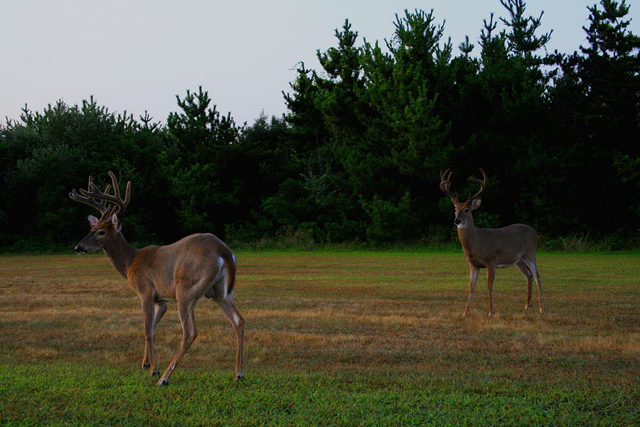 Whitetail Bucks Photograph by Christopher J Kirby