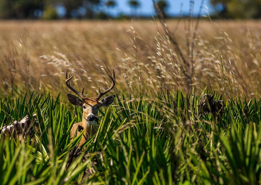 Whitetail Photograph by Christopher Perez