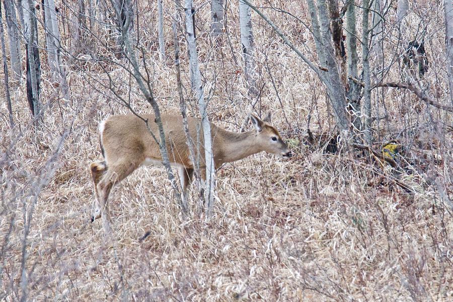 Whitetail Deer 1171 Photograph by Michael Peychich