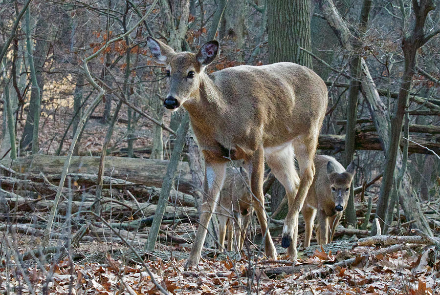 Whitetail Deer 5702 Photograph by Michael Peychich