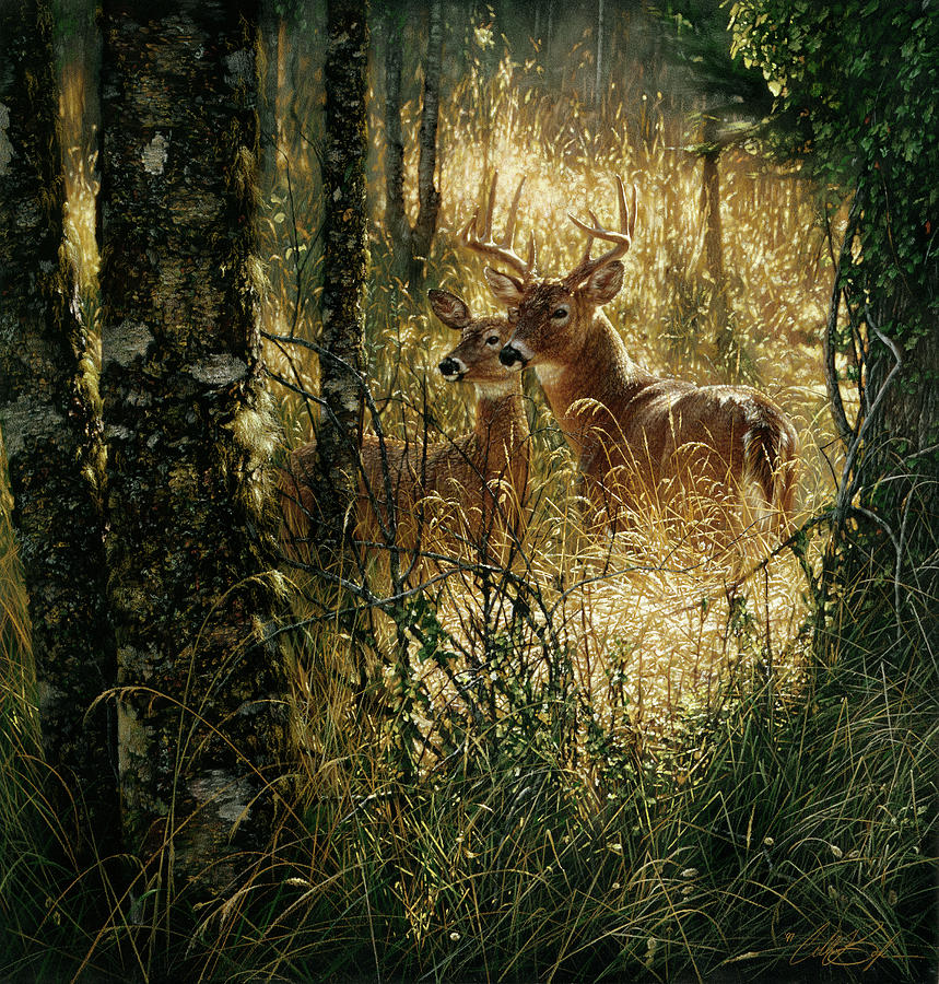 Whitetail Deer - A Golden Moment Painting by Collin Bogle
