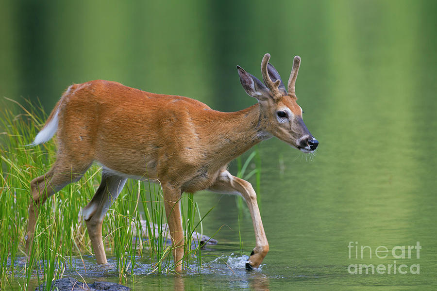 Whitetail deer Photograph by Arterra Picture Library