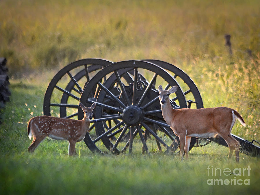 Whitetail Deer At Battlefield Photograph by Nava Thompson