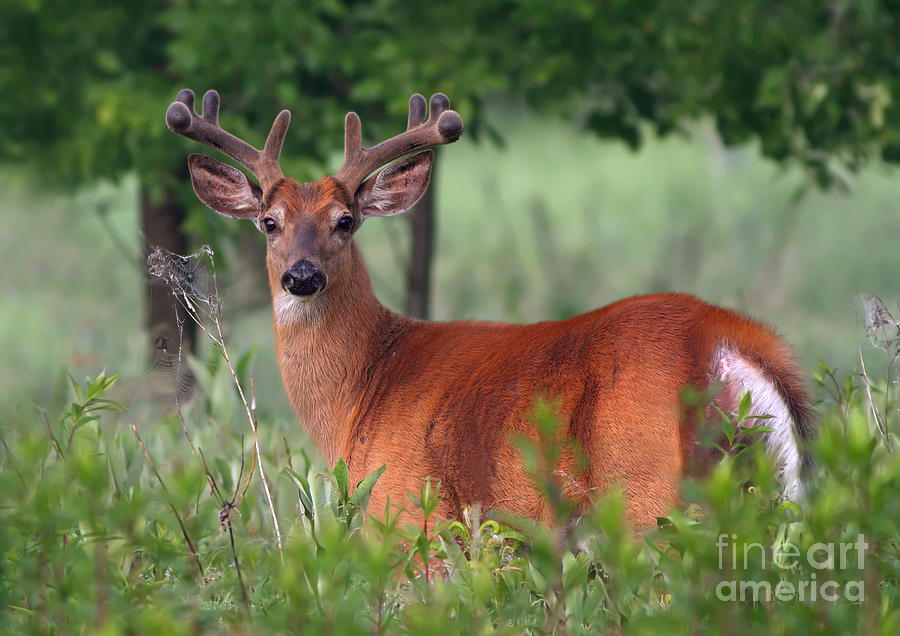 Whitetail deer buck in summer Photograph by Mircea Costina Photography