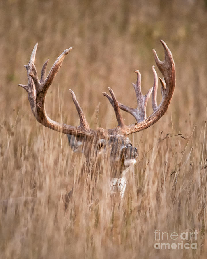 Deer Photograph - White-tailed Buck Deer in Tall Grass by Timothy Flanigan