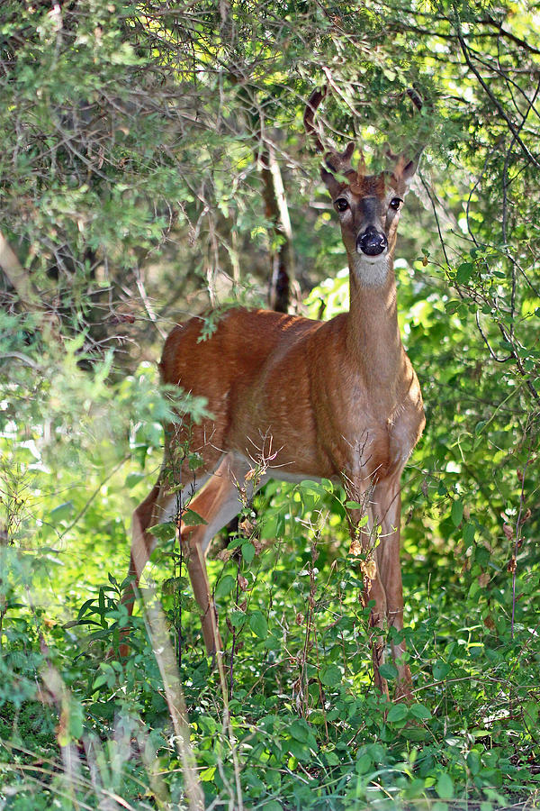 Whitetail Deer Buck in Velvet - 6 Pointer Photograph by Carol Senske