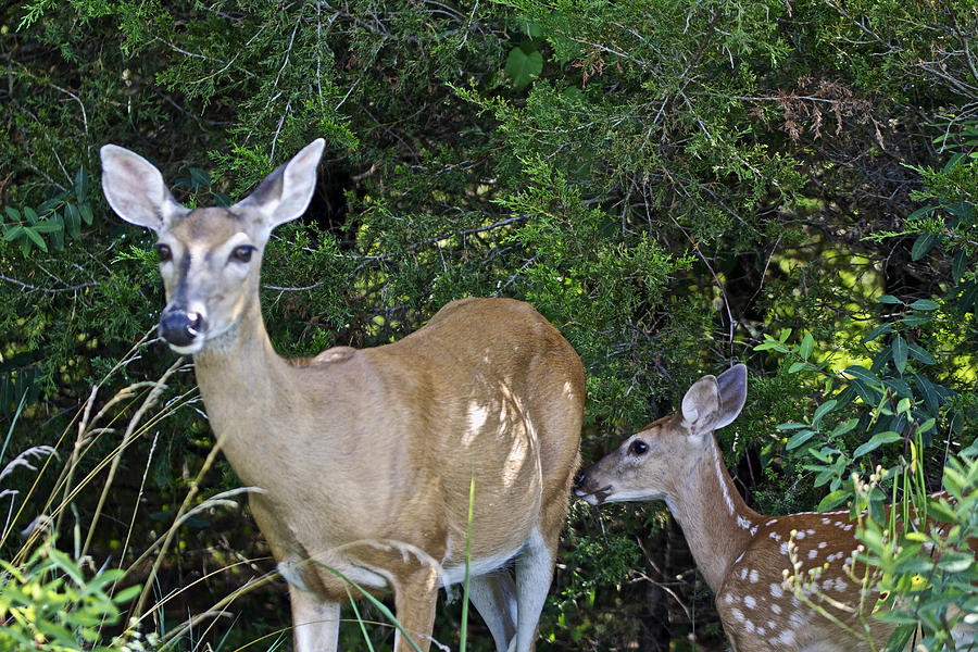 Whitetail Deer Doe and Fawn Photograph by Carol Senske