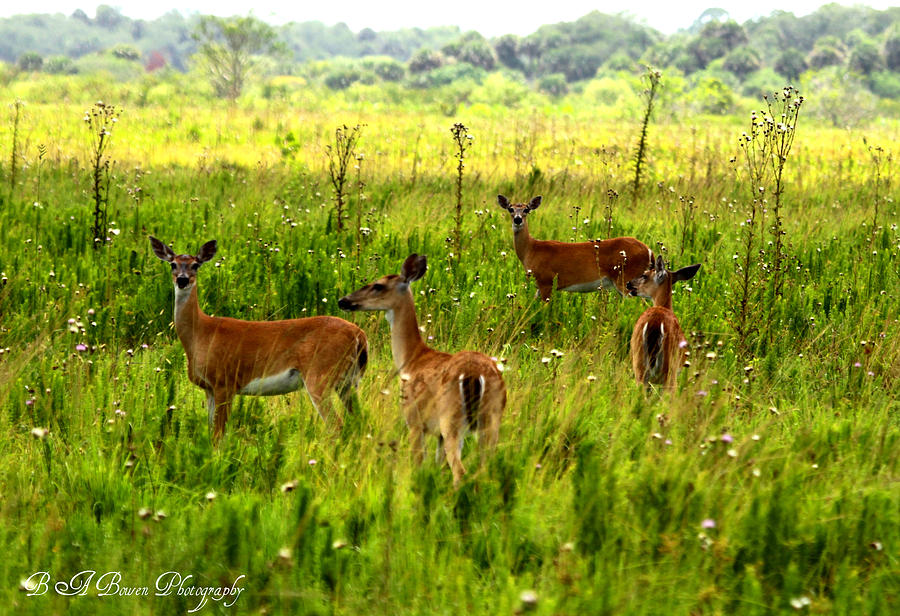 Whitetail Deer Family Photograph by Barbara Bowen