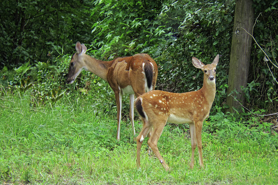 Whitetail Deer In Micanopy Florida Photograph by Roger Epps - Pixels