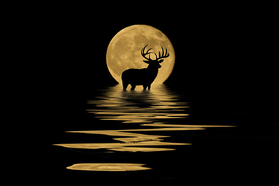 Whitetail Deer in the Moonlight Mixed Media by Shane Bechler