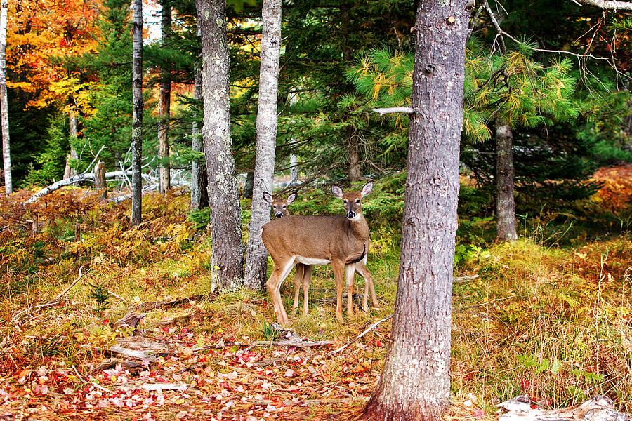 Whitetail Deer Michigan Print Photograph by Gwen Gibson