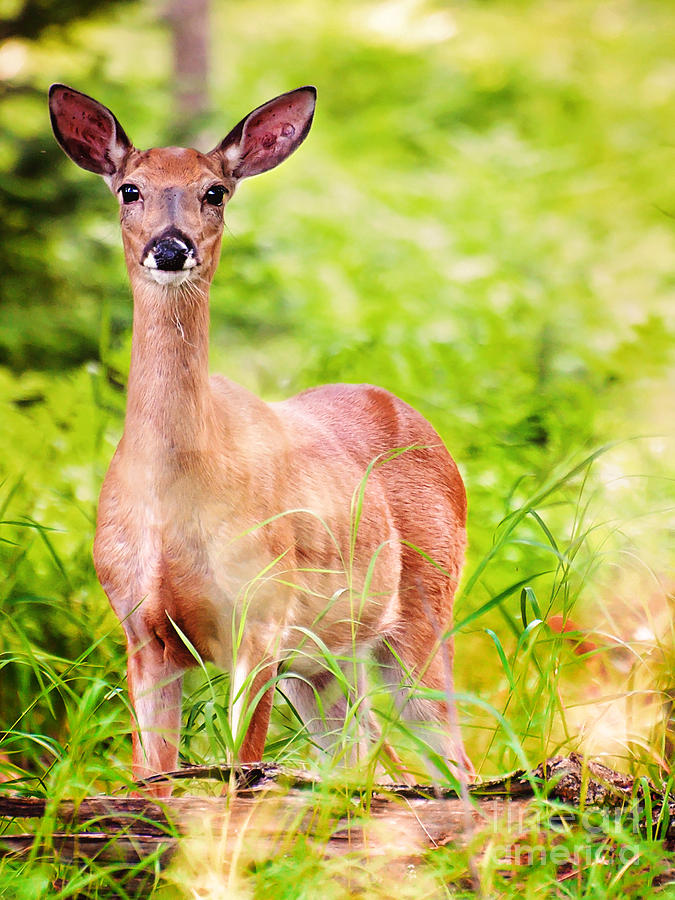 Whitetail Deer Portrait Photograph by Gwen Gibson