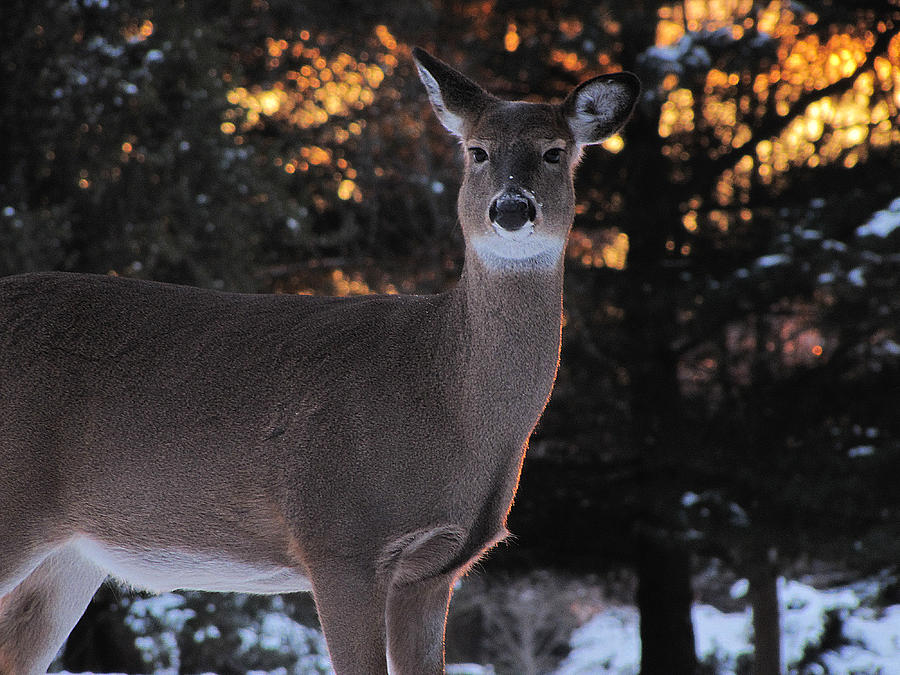 Whitetail Deer Photograph by Scott Hovind