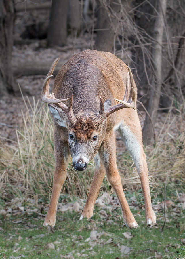 Whitetail Deer Series #2 Photograph by Patti Deters