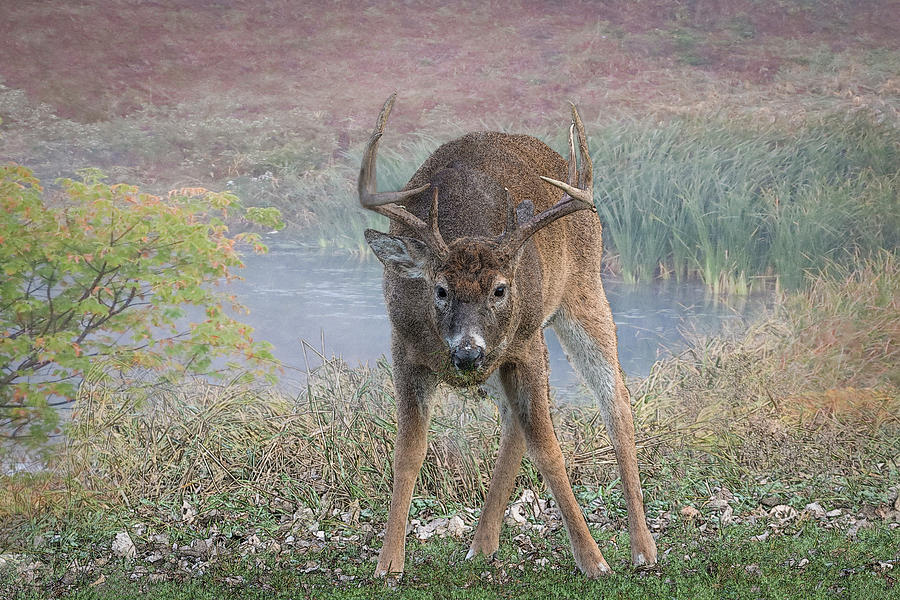 Whitetail Deer Sketch Photograph by Patti Deters