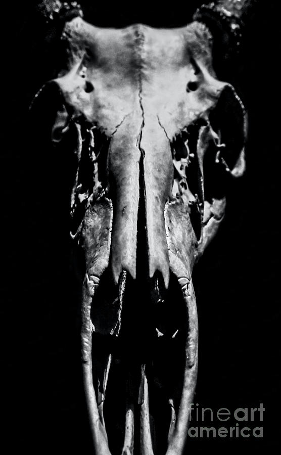 Whitetail Deer Skull Photograph by James Aiken
