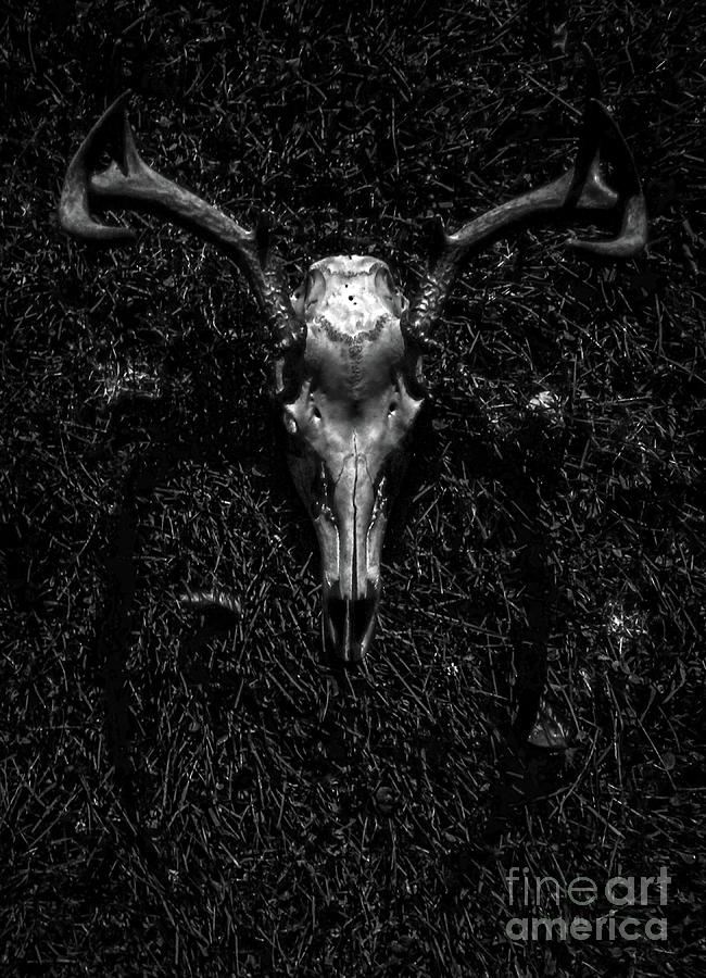 Whitetail Deer Skull with Antlers Photograph by James Aiken