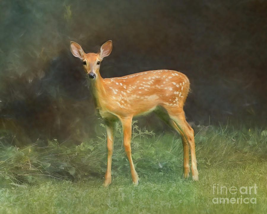 Whitetail Deer Spotted Fawn Photograph by Clare VanderVeen