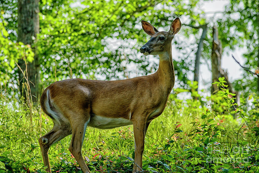 Whitetail Deer  Photograph by Thomas R Fletcher