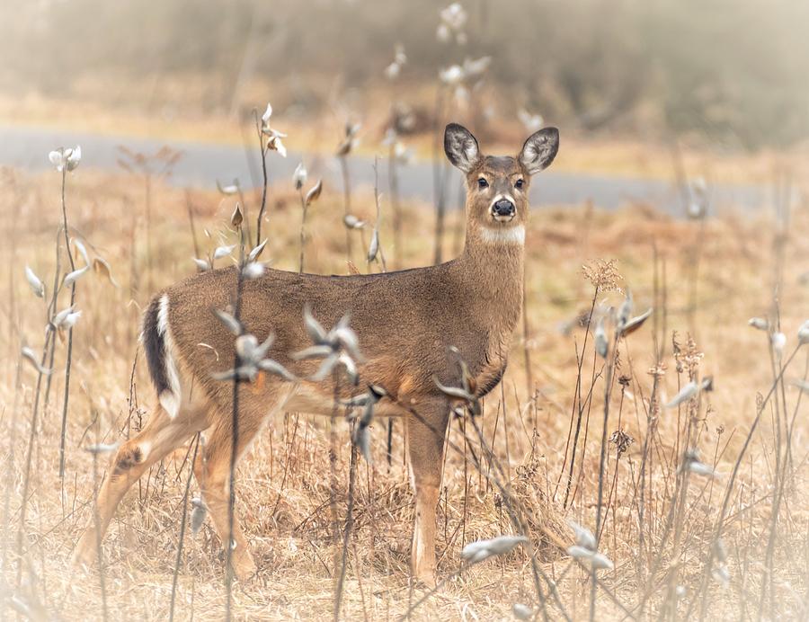 Deer Photograph - Whitetail Deer by Victor Hiltz