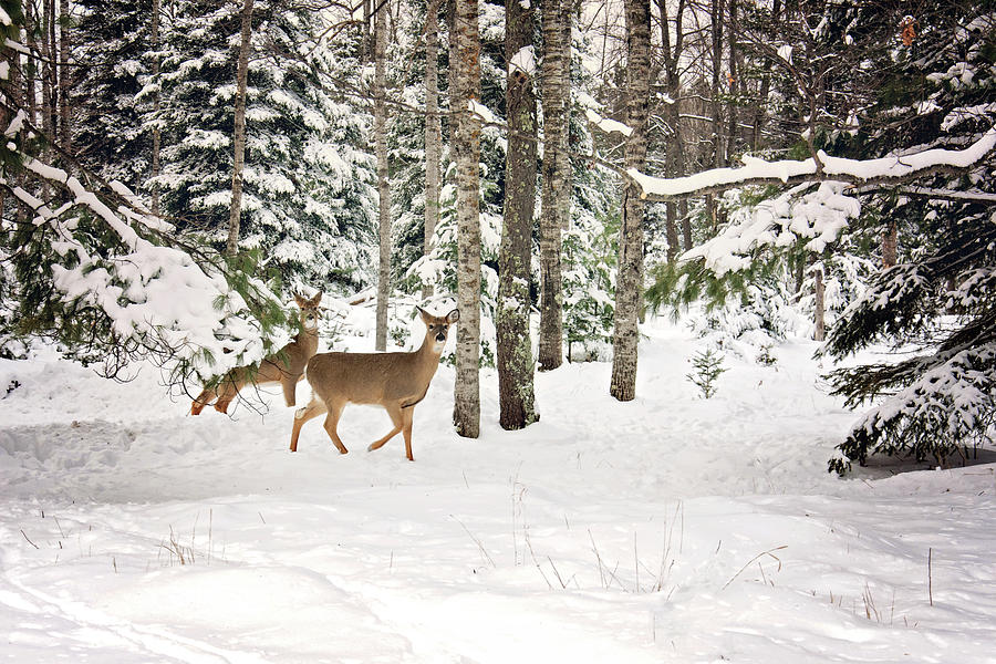 Whitetail Deer Winter Stroll Photograph by Gwen Gibson