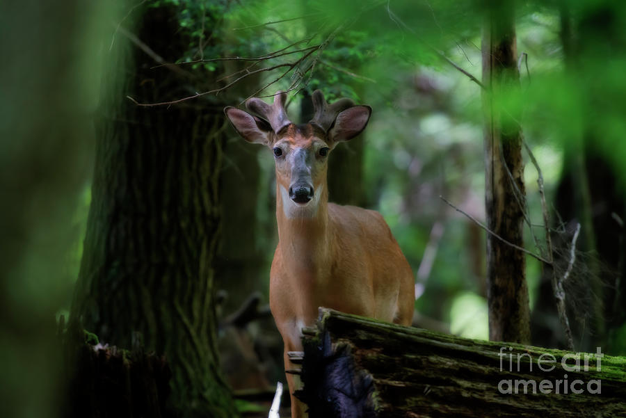 Whitetail deer with velvet antlers in woods Photograph by Dan Friend