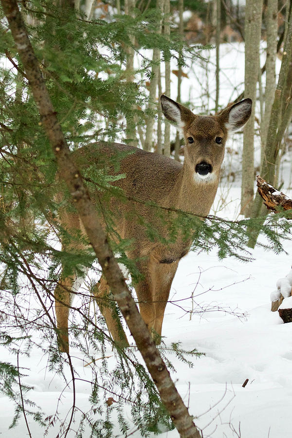 Whitetail Doe 011 Photograph by Michael Peychich