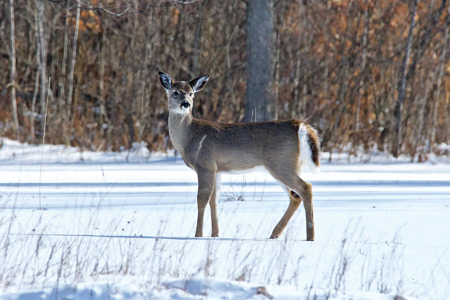 Whitetail Doe 0553 Photograph by Michael Peychich