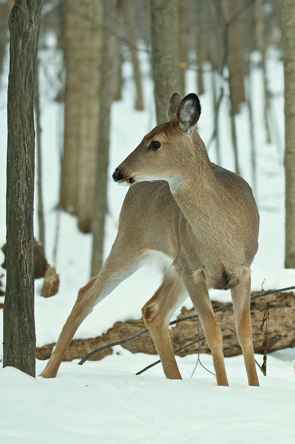 Whitetail Doe 3503 Photograph by Michael Peychich