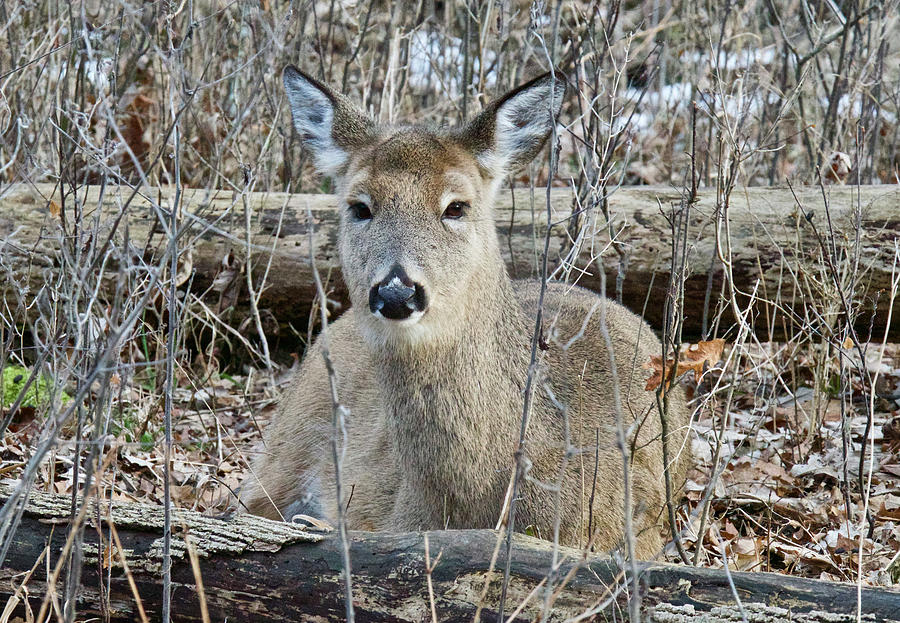 Whitetail Doe 5706 Photograph by Michael Peychich