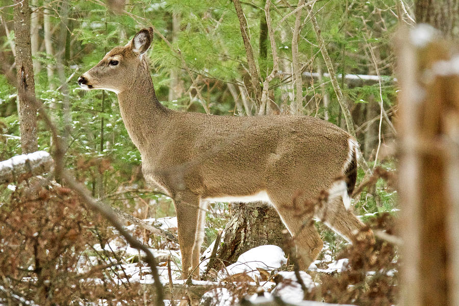 Whitetail Doe 5993 Photograph by Michael Peychich