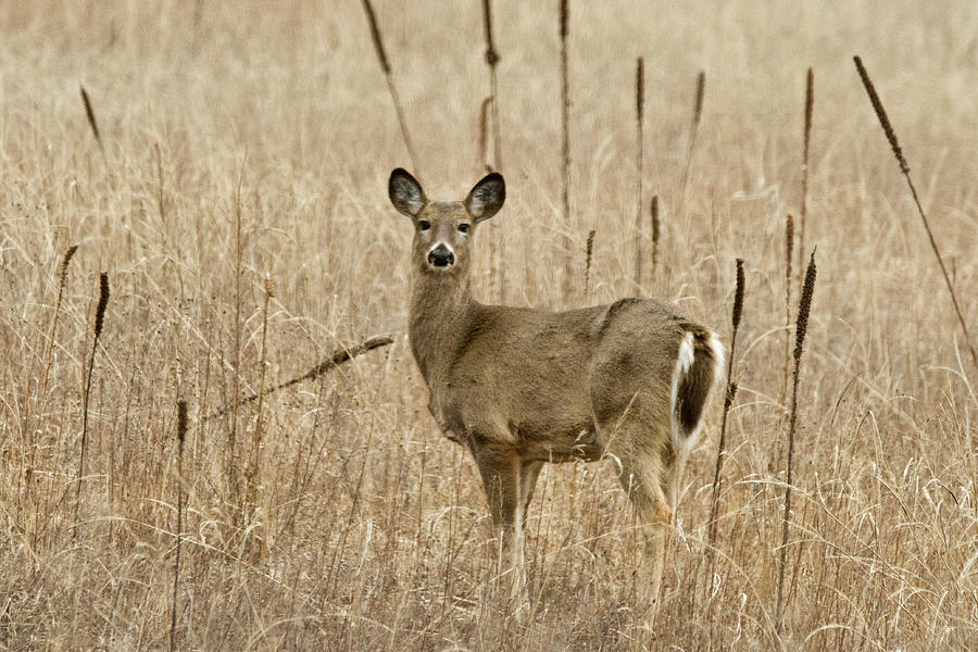 Whitetail Doe 9182 Photograph by Michael Peychich