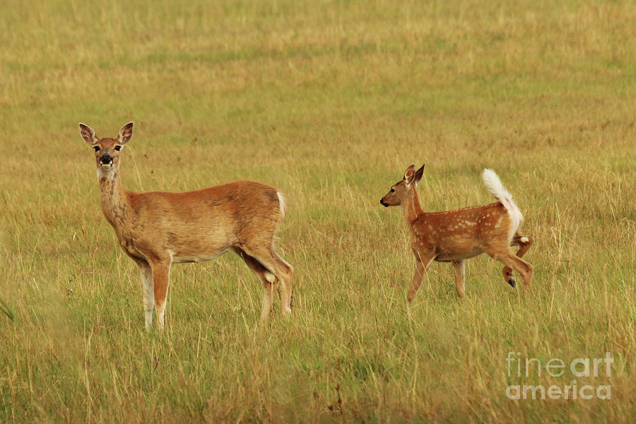 Whitetail Doe and Fawn Photograph by Alyce Taylor
