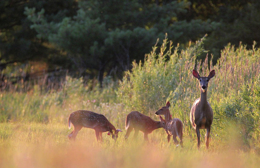 Whitetail Doe and Triplets Photograph by Brook Burling