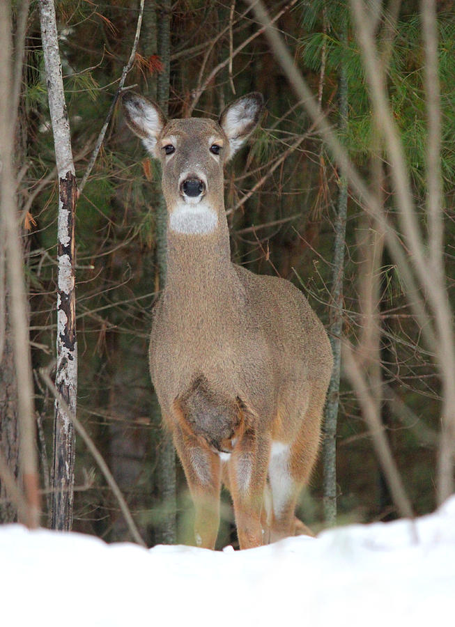 Whitetail Doe Photograph by Brook Burling