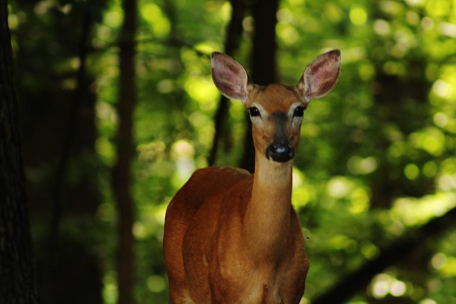 Whitetail Doe Photograph by Charles Ray