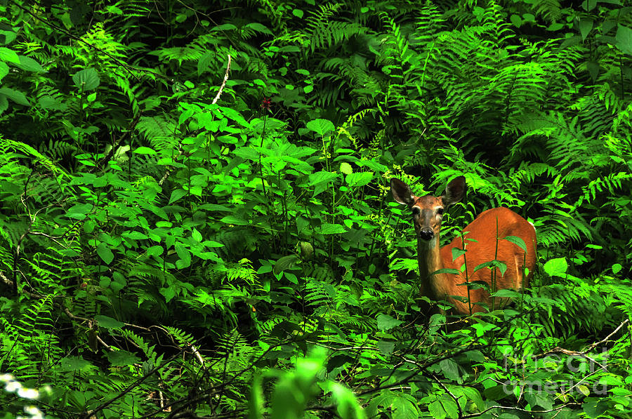 Whitetail Doe in Ferns Photograph by Thomas R Fletcher