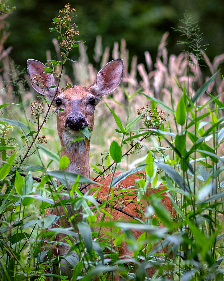 Whitetail Doe by Mike Koenig Whitetail Doe by Mike Koenig