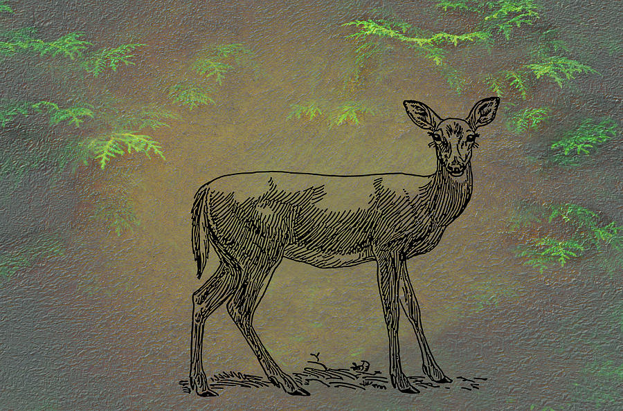 Whitetail Doe Mixed Media by Movie Poster Prints