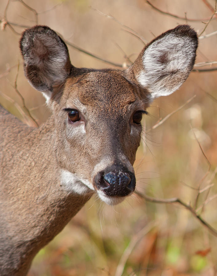 Whitetail Doe Photograph by Ron  McGinnis