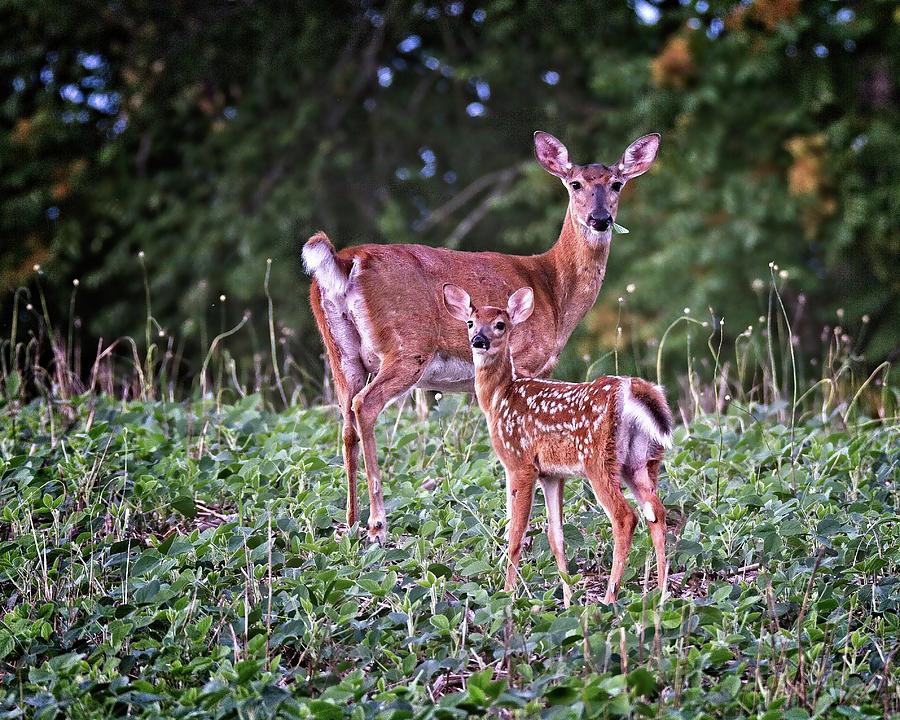 Whitetail Doe with Fawn Photograph by Ronald Lutz