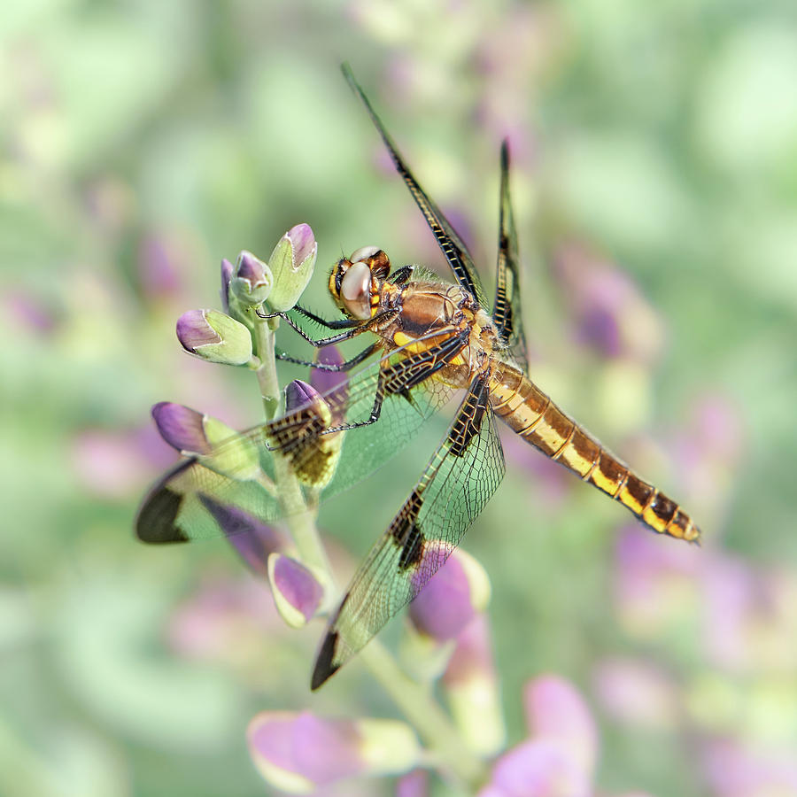 Whitetail Dragonfly on False Indigo 2 Photograph by Jim Hughes