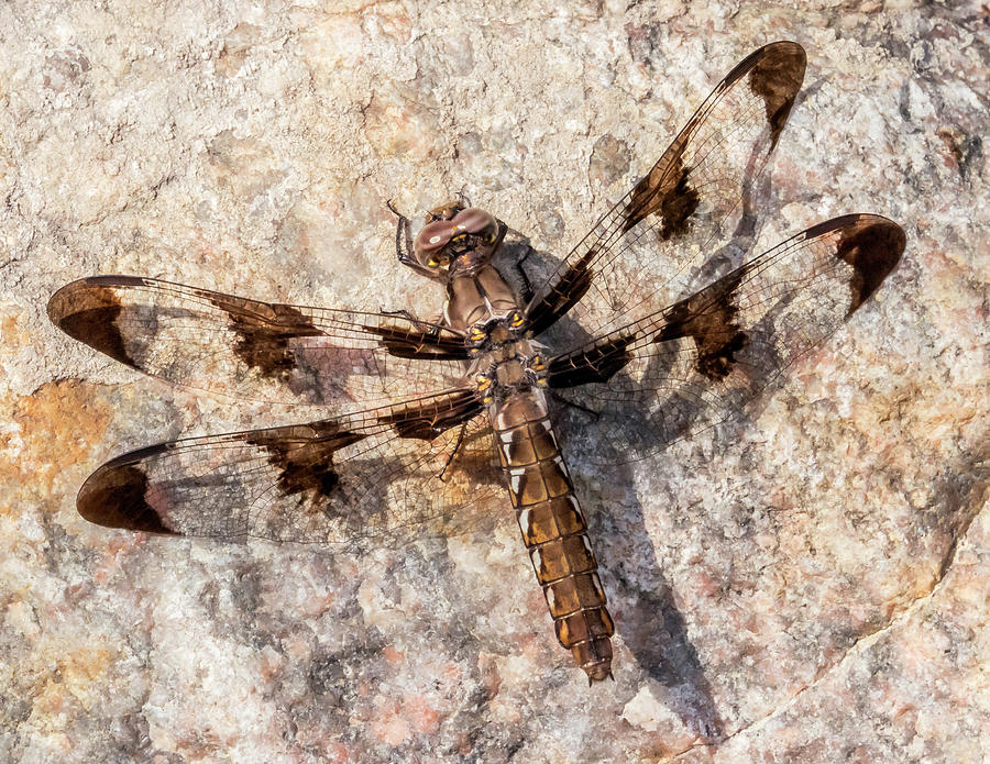Whitetail Dragonfly on a sunny rock Photograph by Jim Hughes