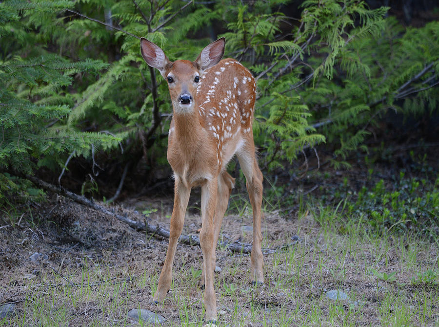 Whitetail Fawn 2 Photograph by Whispering Peaks Photography