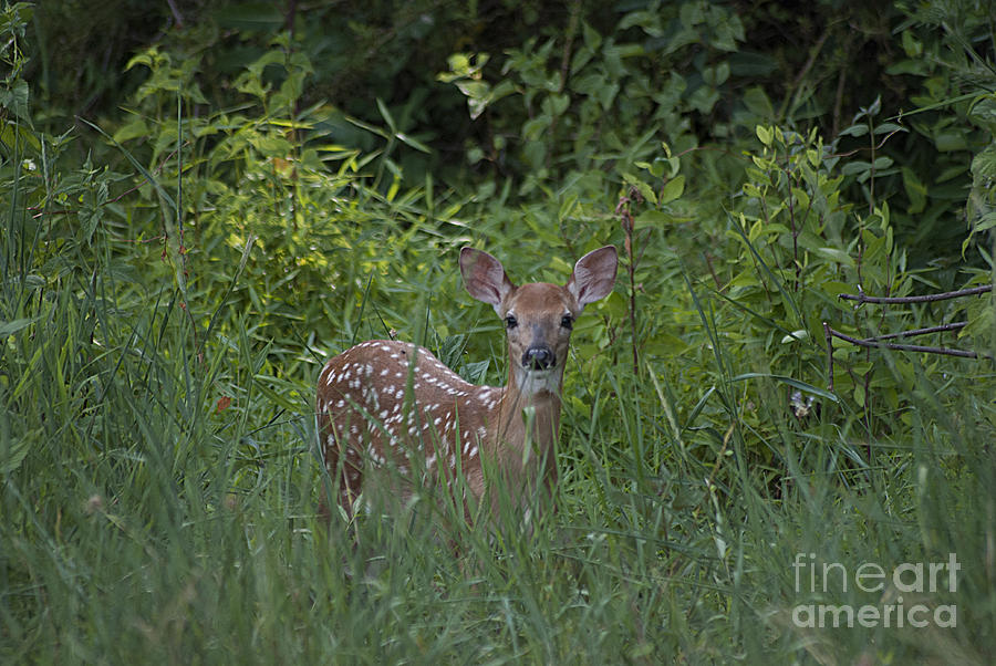 Whitetail Fawn 20120711_37a Photograph by Tina Hopkins