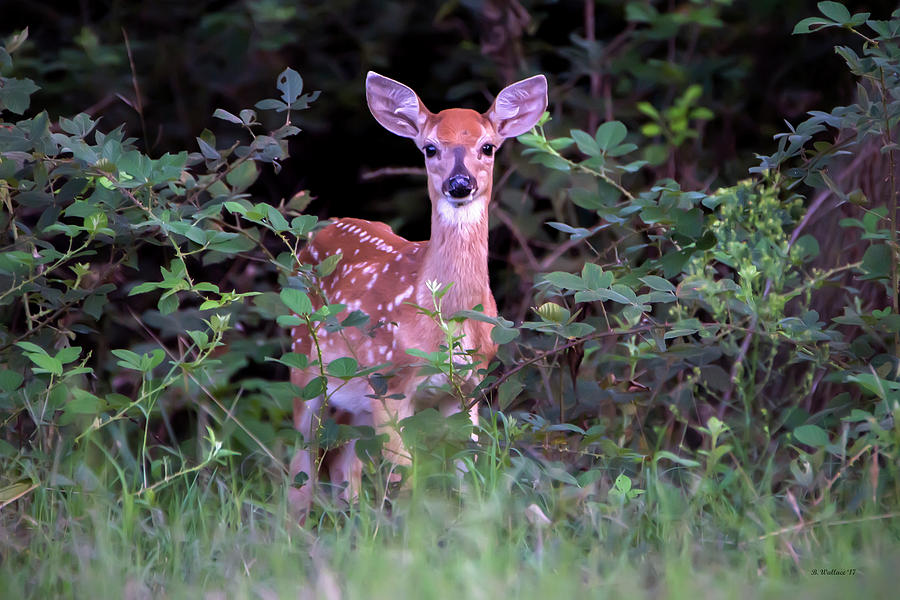 Whitetail Fawn Photograph by Brian Wallace