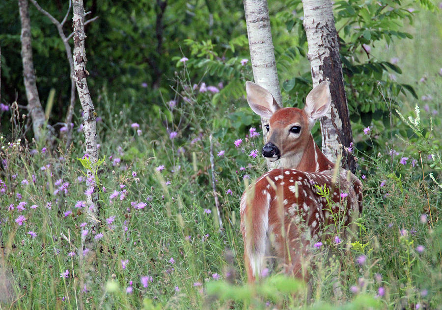 Whitetail Fawn Photograph by Brook Burling
