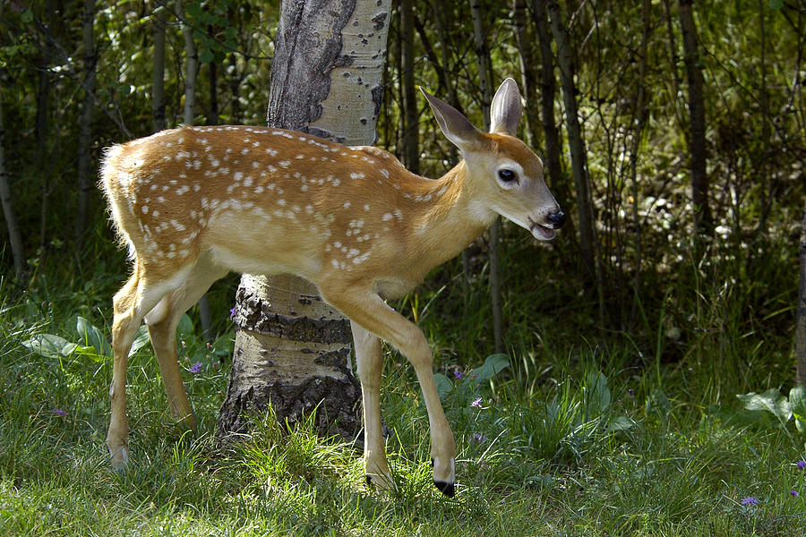 Whitetail Fawn Photograph by Gary Beeler